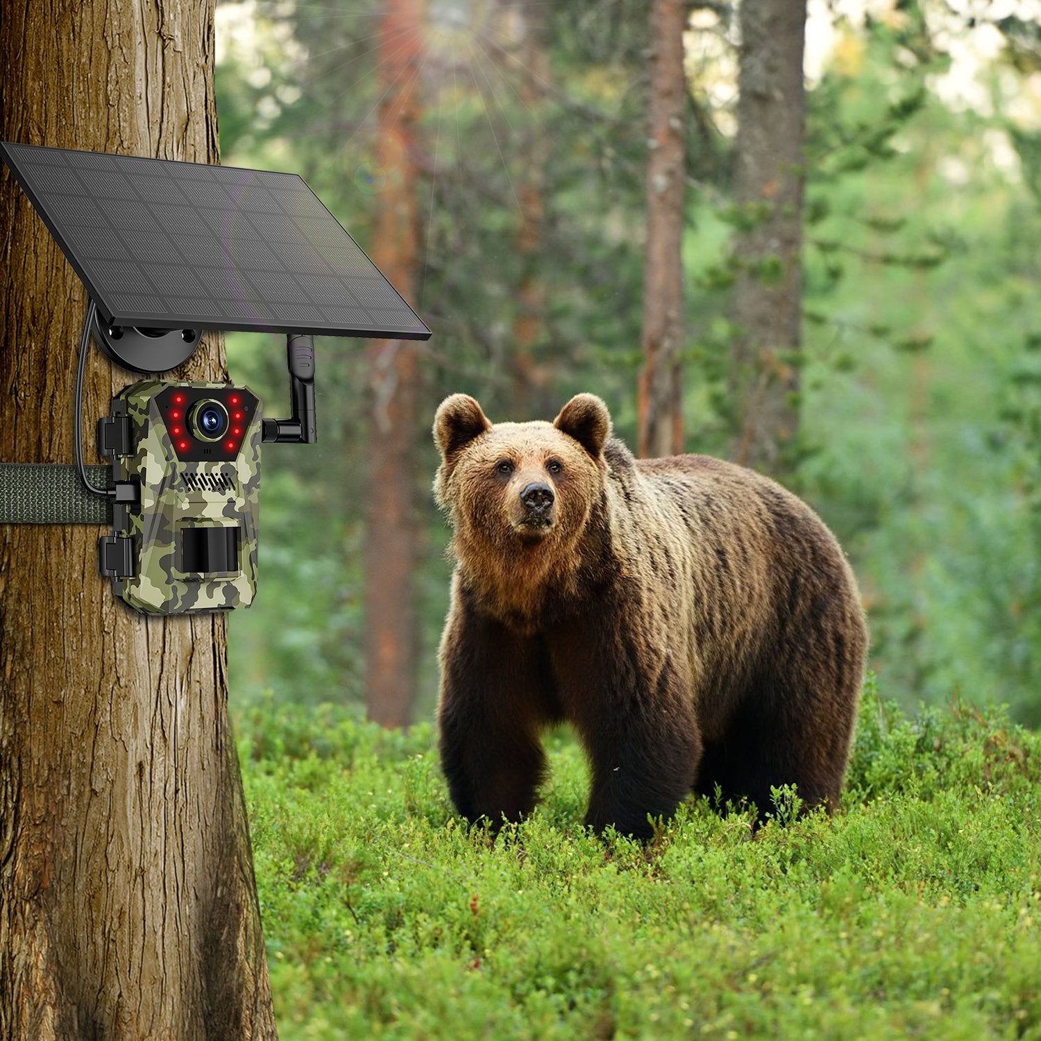 4G Solar Trail Camera - 4K 30FPS Wildlife Camera | No WiFi Needed with SIM Card & App Control