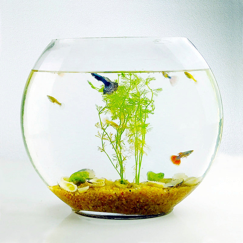 Desktop Mini Oval Glass Fish Tank - Flat Design with Blue Sand & Decor
